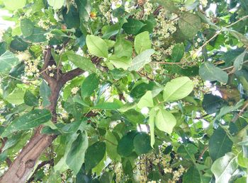 Low angle view of fruits growing on tree