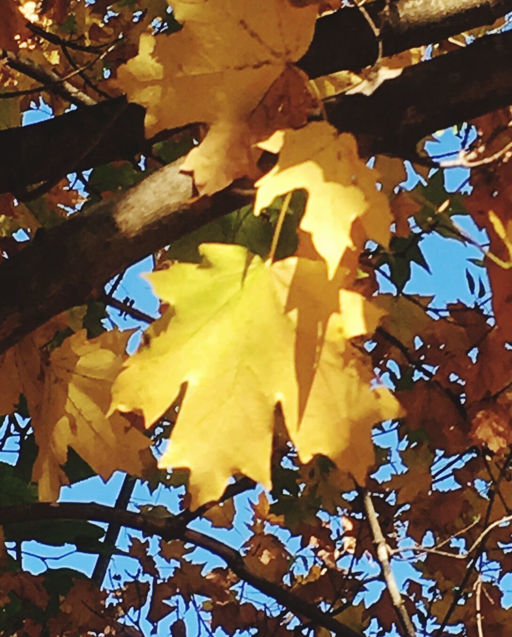 LOW ANGLE VIEW OF MAPLE TREE DURING AUTUMN