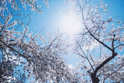 Low angle view of blooming tree against sky