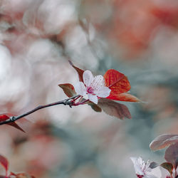 Close-up of pink cherry blossoms outdoors