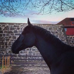 View of a horse on field