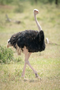 Side view of a bird on field