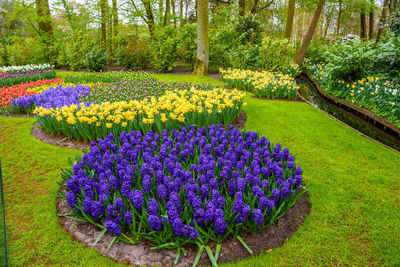 Purple flowers in park