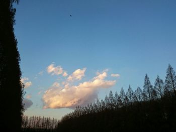 Low angle view of silhouette trees against sky