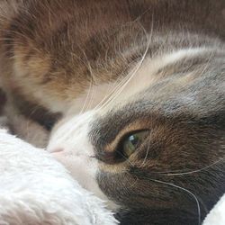 Close-up portrait of cat