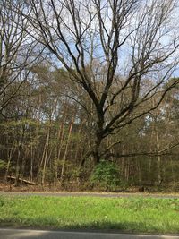 Bare tree in forest