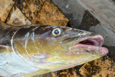Close-up of fish in sea