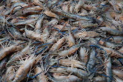 Full frame shot of dried plant