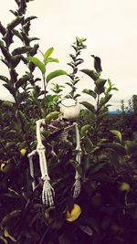Plants growing on tree