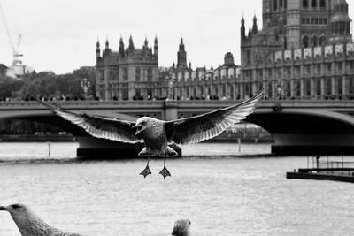 Seagull flying over a building against the sky