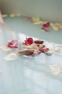 Flower petals in water with hands
