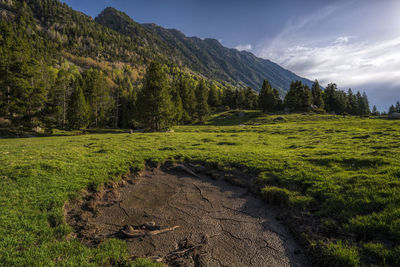 Scenic view of field against sky