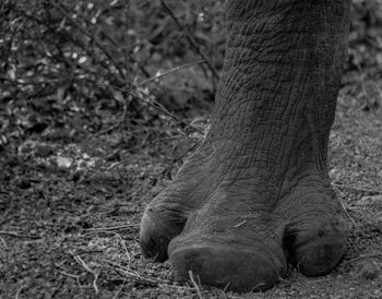 Close-up of elephant on tree trunk
