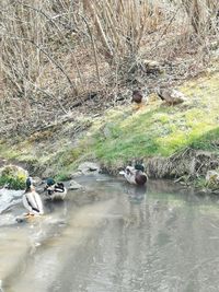 People in river by trees in forest