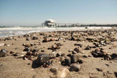 Close-up of shells on sand at beach against sky