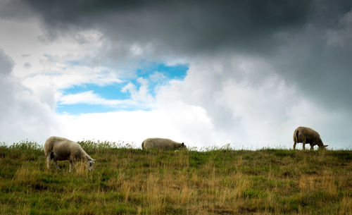 Cows grazing on field against sky