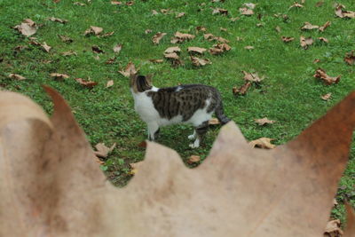 Cat lying on a field