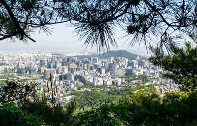 High angle view of trees and buildings in city