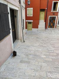 View of a cat on building