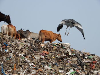 Cattle and adjuntant storks feed on the garbage of 15,000000 inhabitants of guwahati in india.