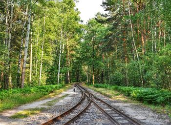 Railroad track amidst trees in forest