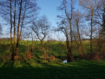 Trees on field against sky