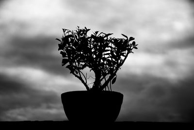 Close-up of silhouette potted plant against sky