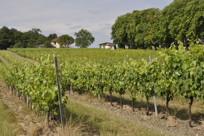 agriculture