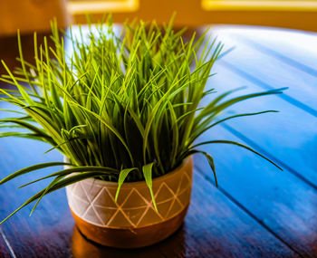 Close-up of potted plant on table