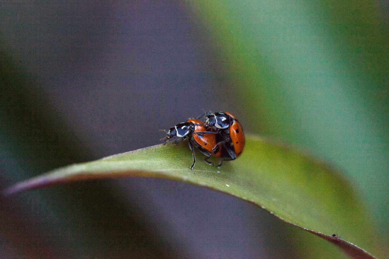 CLOSE UP OF FLY