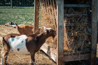 Goats eating hay from a feeding bin
