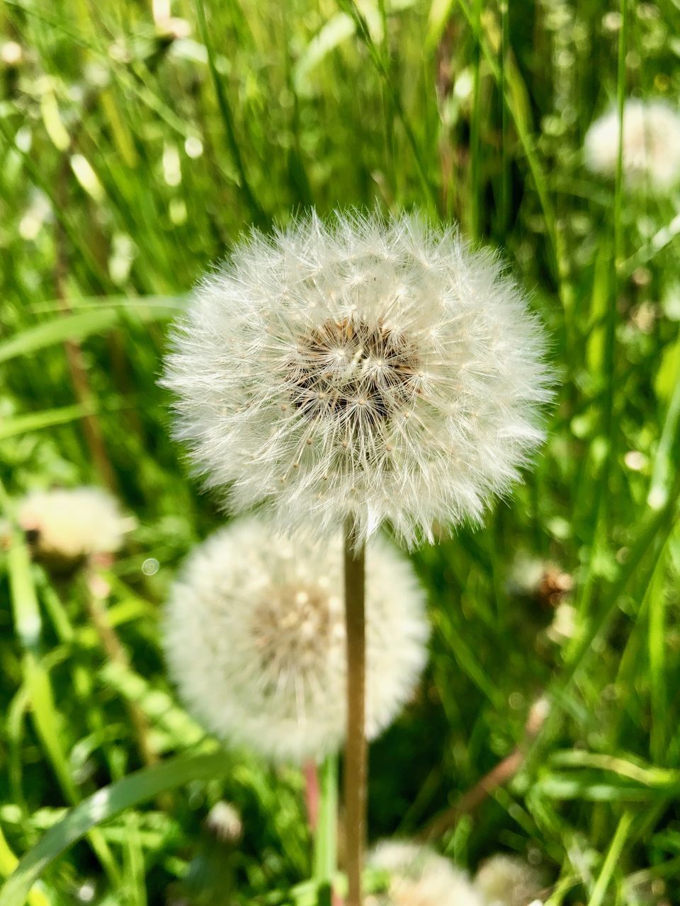 CLOSE-UP OF DANDELION GROWING ON FIELD