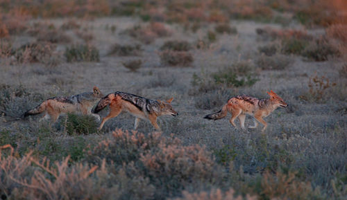 View of birds running on land