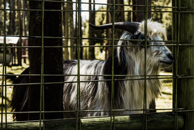 Goat standing in a fence