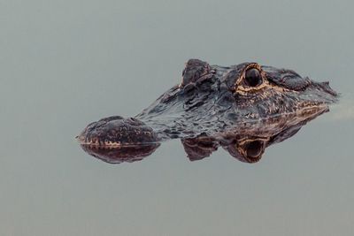 Close-up of alligator swimming in water 