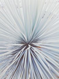 Full frame shot of white flowers