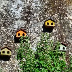 Plants growing on house