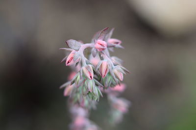 Close-up of pink flower