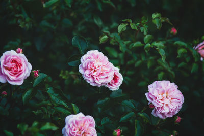 Close-up of pink rose