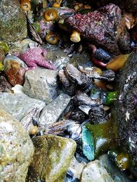 Close-up of fish in sea