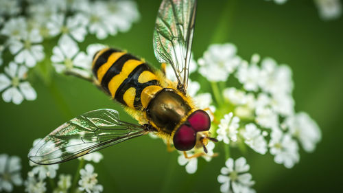 Close-up of bee on flower
