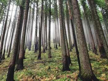 Trees in forest