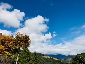 Low angle view of trees against sky