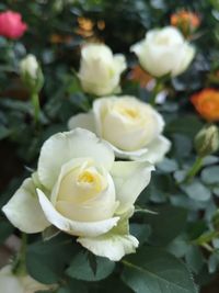 Close-up of white rose