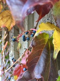 Close-up of fruits on autumn leaves