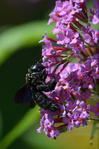 Bee pollinating on purple flower