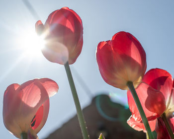 Close-up of red tulips against sky