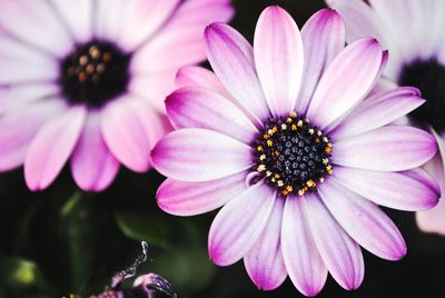 Close-up of pink osteospermum blooming outdoors