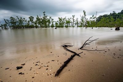 Scenic view of driftwood by lake against sky