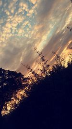 Silhouette plants against sky during sunset